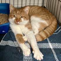 Thumbnail photo of Corbin #2