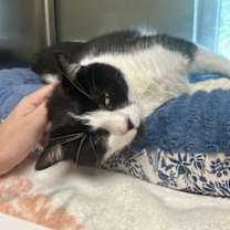 Thumbnail photo of Ralphie #3