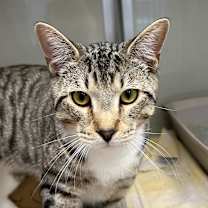 Thumbnail photo of Edgar Allen Poe #1