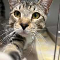 Thumbnail photo of Edgar Allen Poe #2