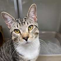 Thumbnail photo of Edgar Allen Poe #3