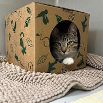 Thumbnail photo of Edgar Allen Poe #4