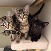 Thumbnail photo of Eagle #2