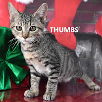 Thumbnail photo of Thumbs #1
