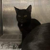 Thumbnail photo of Angelfish  #1