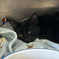 Thumbnail photo of Angelfish  #3