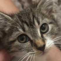 Thumbnail photo of Harriet #2