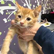 Thumbnail photo of Capricorn (In Foster) #1