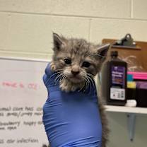 Thumbnail photo of Pebble #2