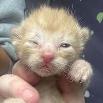 Thumbnail photo of Aries (In Foster) #2