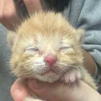 Thumbnail photo of Capricorn (In Foster) #2