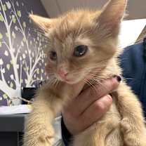 Thumbnail photo of Aries (In Foster) #3