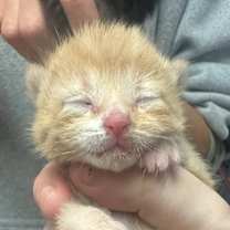 Thumbnail photo of Capricorn (In Foster) #3