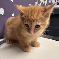 Thumbnail photo of Capricorn (In Foster) #4