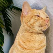 Thumbnail photo of Colby #1