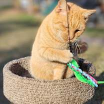 Thumbnail photo of Colby #2