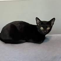 Thumbnail photo of Toby #4