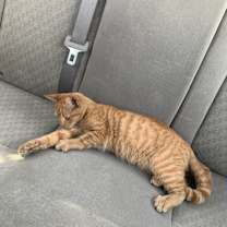 Thumbnail photo of Simba #1