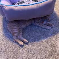 Thumbnail photo of Simba #2