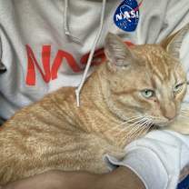 Thumbnail photo of Simba #3