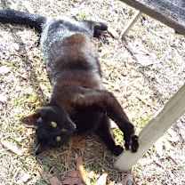 Thumbnail photo of Bright Eyes #1