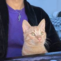 Thumbnail photo of Simba #4