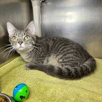 Thumbnail photo of Shaggy #1