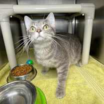 Thumbnail photo of Shaggy #2