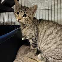 Thumbnail photo of SOL #3