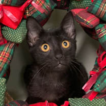 Thumbnail photo of Bean Jr #1