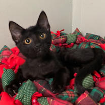 Thumbnail photo of Bean Jr #2