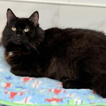 Thumbnail photo of Arabella #1