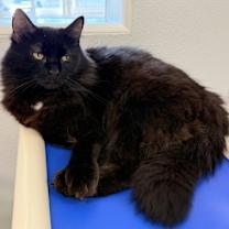 Thumbnail photo of Arabella #3