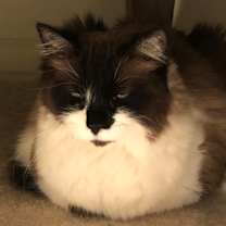 Thumbnail photo of Toula #3