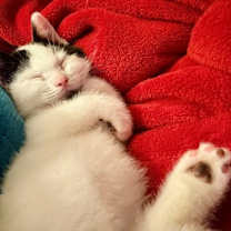 Thumbnail photo of Wishbone #2