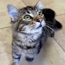 Thumbnail photo of Hemlock #3