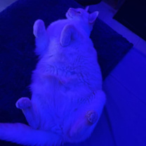 Thumbnail photo of Moon #3