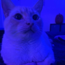 Thumbnail photo of Moon #4