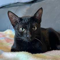 Thumbnail photo of Remy #1