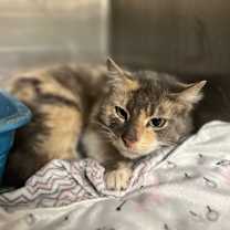 Thumbnail photo of Angel/Sylvie #3