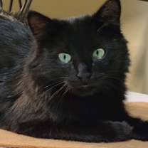 Thumbnail photo of Emerald #1