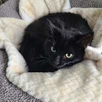 Thumbnail photo of Emerald #2