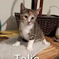 Thumbnail photo of Talia #2