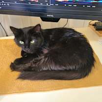 Thumbnail photo of Emerald #4