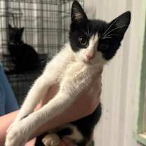 Thumbnail photo of Boon #1