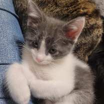 Thumbnail photo of Theodore (Theo) #1