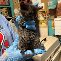 Thumbnail photo of Pen Cap #2