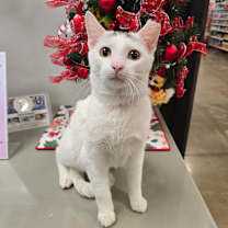 Thumbnail photo of Mouse #1