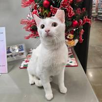 Thumbnail photo of Mouse #2