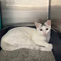 Thumbnail photo of Mouse #3